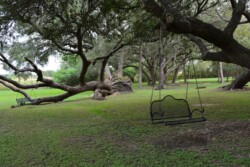 A tree with a wooden swing attached at Shady Oaks Ranch